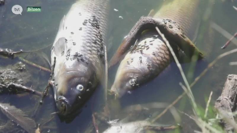 Massale vissterfte in visvijver Bilzen
