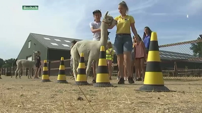 Eerste alpacakamp in Bocholt