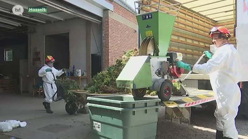 Vandaag drie canabisplantages opgerold in Limburg