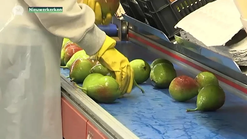 Fruittelers kweken nieuwe peer om Russische boycot te omzeilen