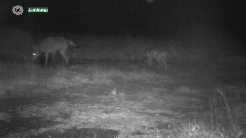 Tweede wolf in Limburg samen gespot met Naya: eerste roedel in ons land op komst?