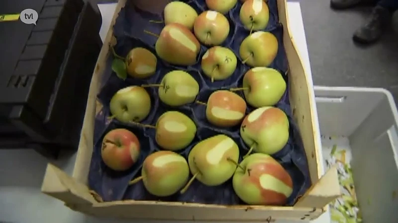 Wetenschappers beslissen: vandaag start de perenpluk