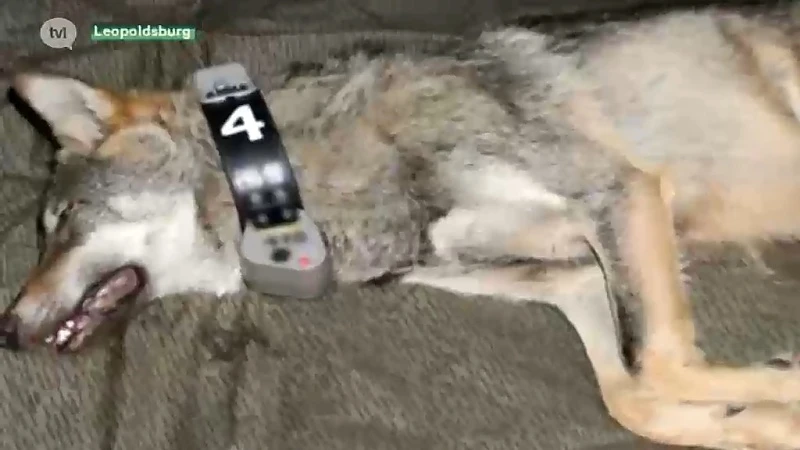 Nieuwe wolf heet August