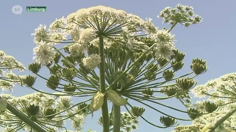 Gevaarlijke plant reuzenberenklauw in Limburg in opmars