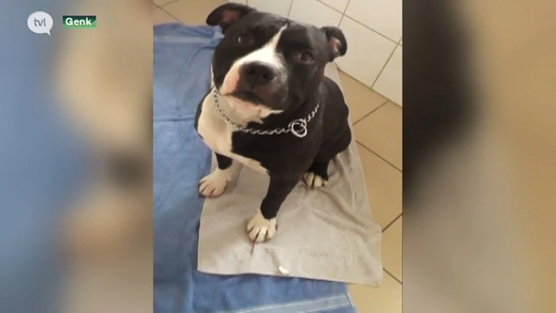 Hond sterft pijnlijke dood na vergiftiging in Genk