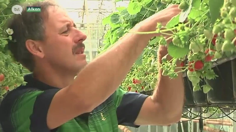 Reeks Dag van de Landbouw (deel4): Ivo verkoopt 9 maanden per jaar aardbeien