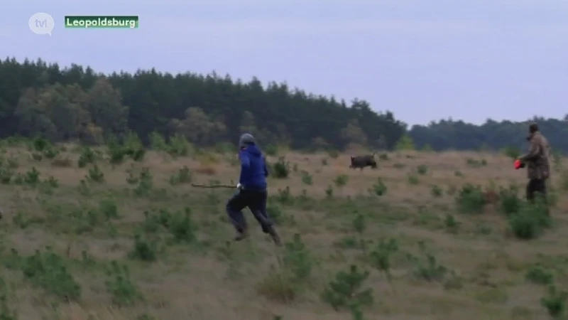 Dit jaar nog drie drijfjachten op everzwijnen in Leopoldsburg