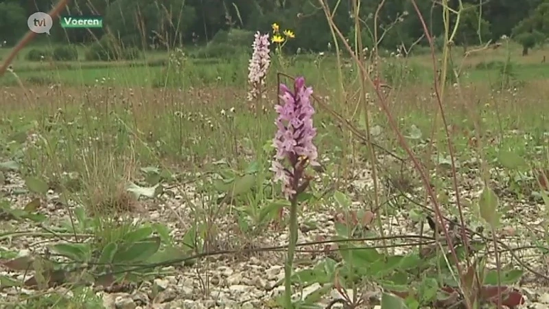 Natuurpunt koopt 43 hectare natuur rond kasteel van Altenbroek in Voeren