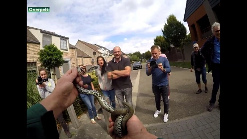 Koppel uit Overpelt vindt ringslang onder motorkap