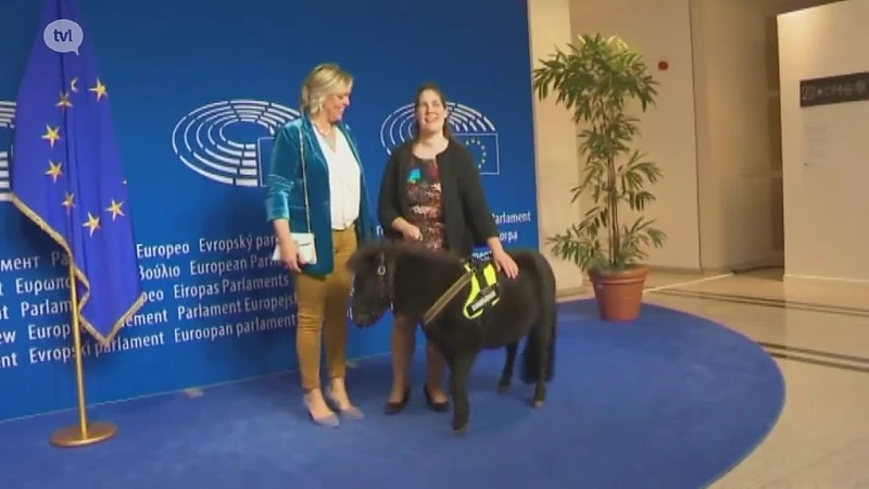 Tongers blindengeleidpaardje ontvangen in het Europees parlement