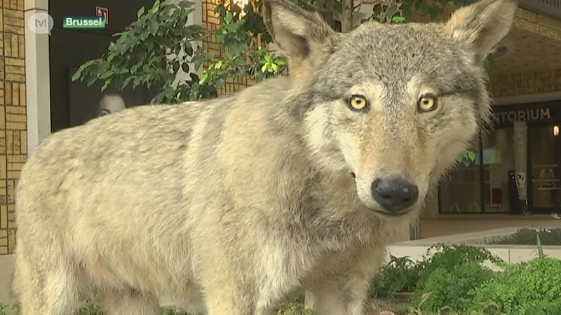 Wolf die in Neeroeteren werd doodgereden, opgezet en tentoongesteld in Brussel