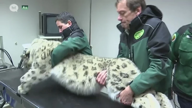 Natuurhulpcentrum onderzoekt gezondheid sneeuwluipaarden