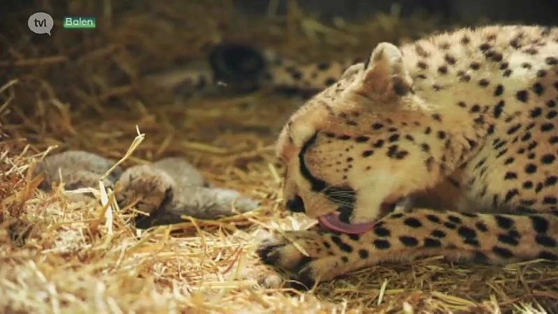 Vier welpjes van jachtluipaarden sterven in Olmense Zoo nadat directie nieuwe richtlijnen Vlaamse regering naleeft