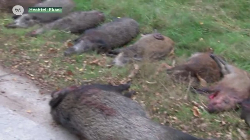 30 Dieren geschoten na drukjachten op everzwijnen in Hechtel-Eksel