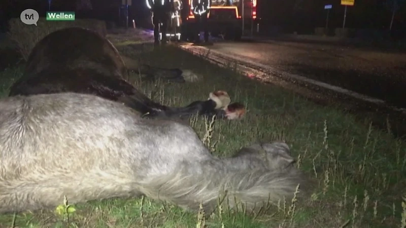 Paarden doodgereden in Wellen