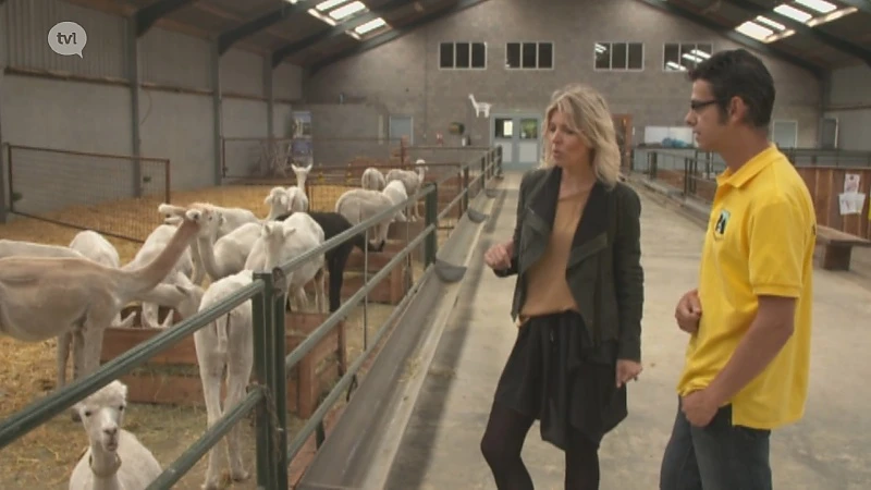 Alpacaboerderij in Bocholt
