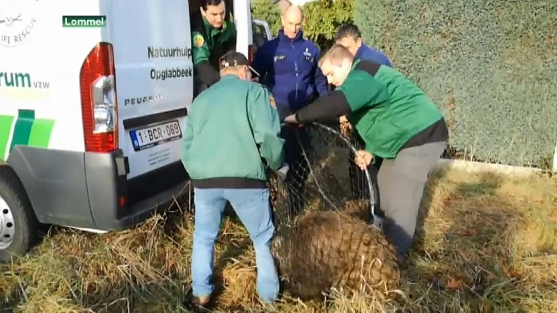 Everzwijnen in centrum van Lommel zijn gevangen