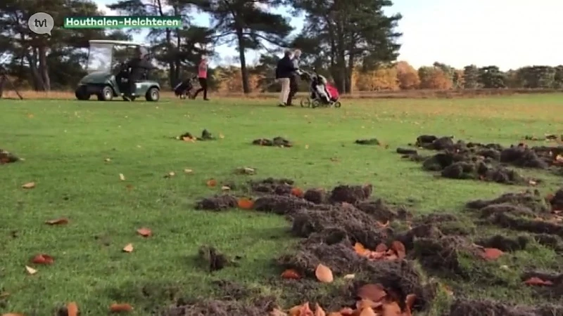 Everzwijnen woelen gras van golfterrein in Houthalen om