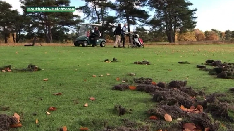 Everzwijnen woelen golfterrein in Houthalen-Helchteren op verschillende plaatsen om