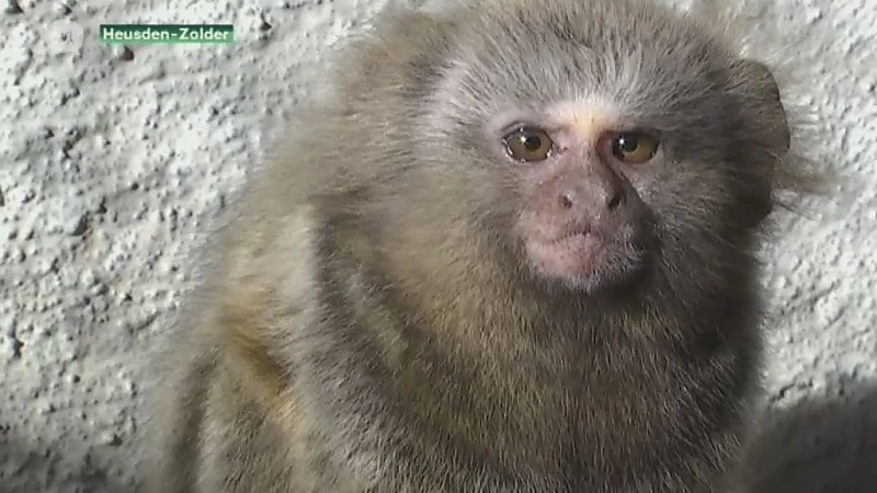Verwaarloosde penseelaapjes die uit Hasselts appartement gered werden mogen naar Nederlandse zoo.