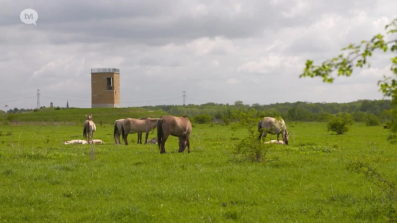Wonen: Uitkijktoren Negenoord in Dilsen-Stokkem