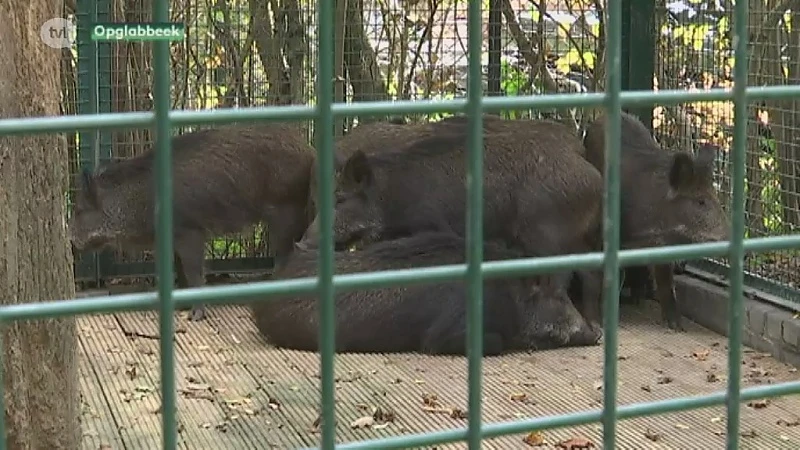 Agentschap Natuur en Bos schiet tamme everzwijnen in Natuurhulpcentrum dood