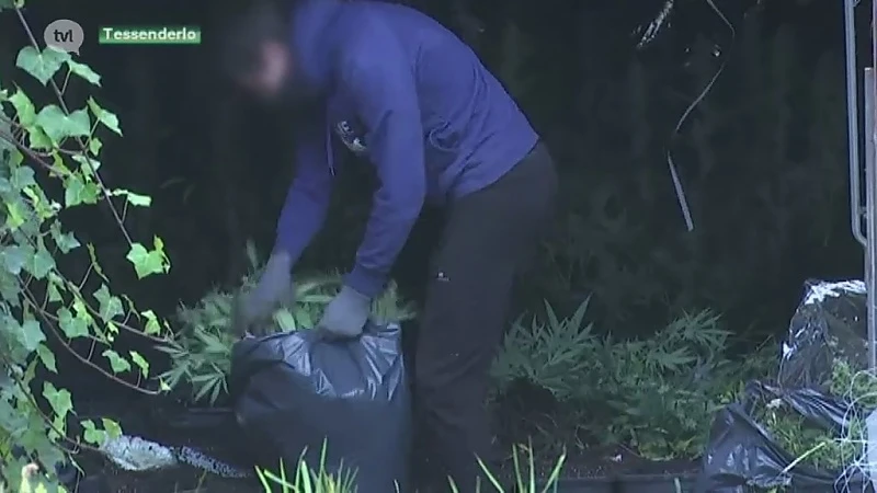 2.500 cannabisplanten en 20.000 euro gevonden tijdens grote drugsactie
