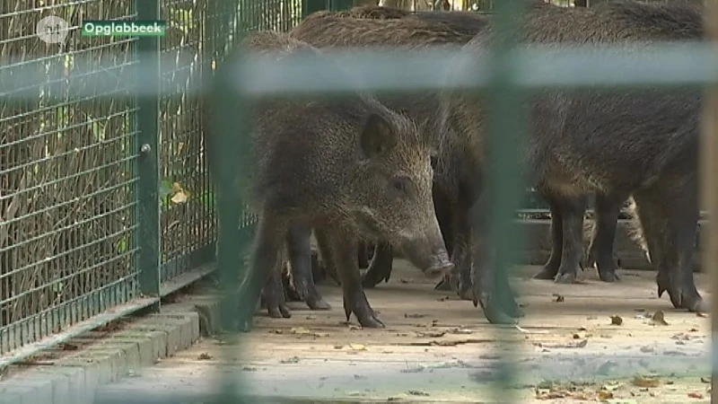 ANB biedt excuses aan voor doodschieten tamme everzwijnen in Natuurhulpcentrum