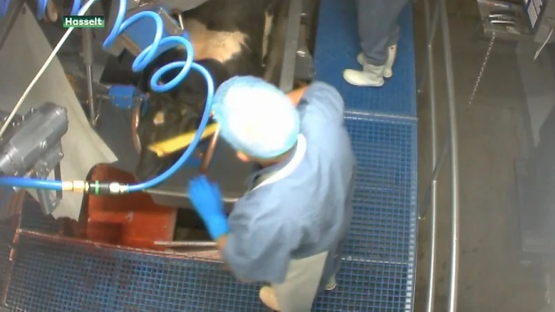 Hasselts slachthuis zet slachtprogramma stop na filmpje Animal Rights