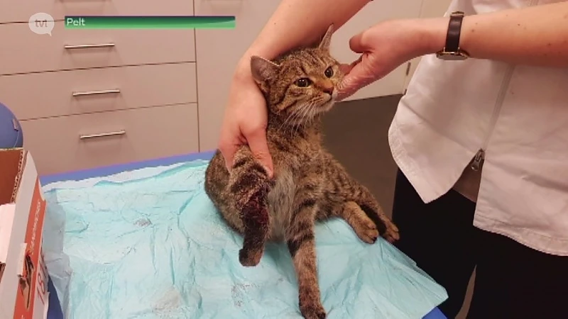 Pelt: kat zit vast in klem, eigenaar moet diertje laten inslapen.