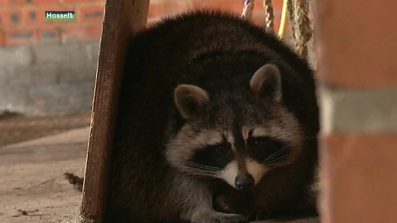 Natuurhulpcentrum vangt wilde wasbeer in Hasselt