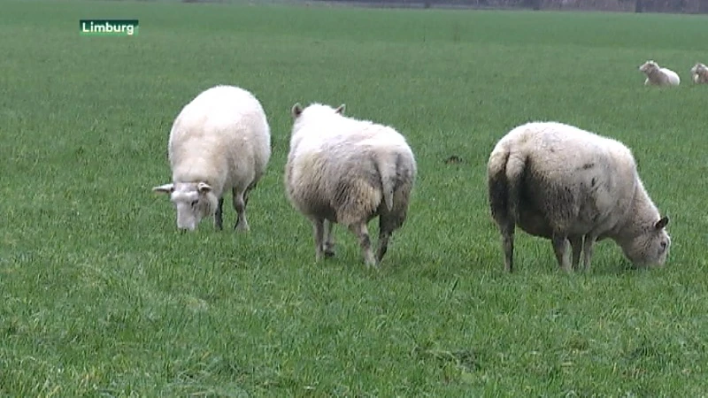 Schaderegeling voor wolf die schapen doodbijt is vernietigd.
