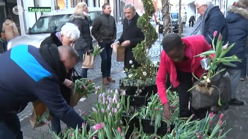 Bloemist deelt 10.000 tulpen uit in Tongeren