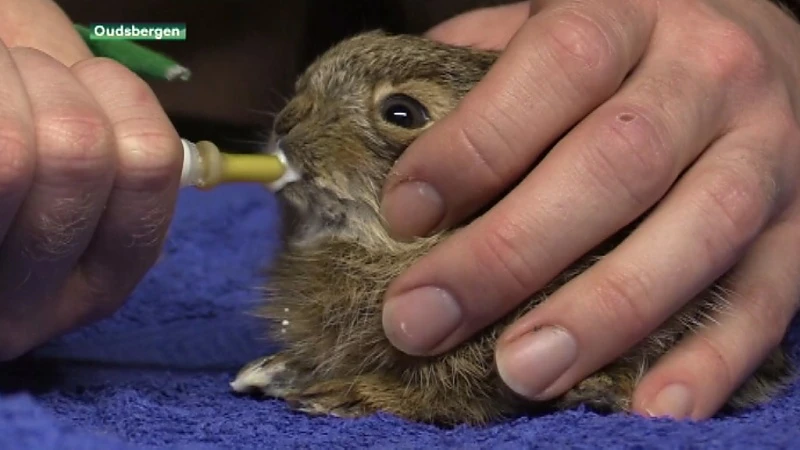 Natuurhulpcentrum vangt eerste haasje op
