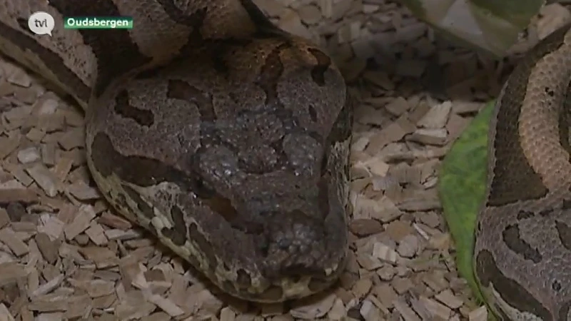 Natuurhulpcentrum schrijft mee aan nieuwe reptielenwet