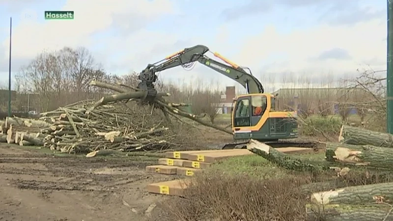 Forse bomenkap in Hasselts park