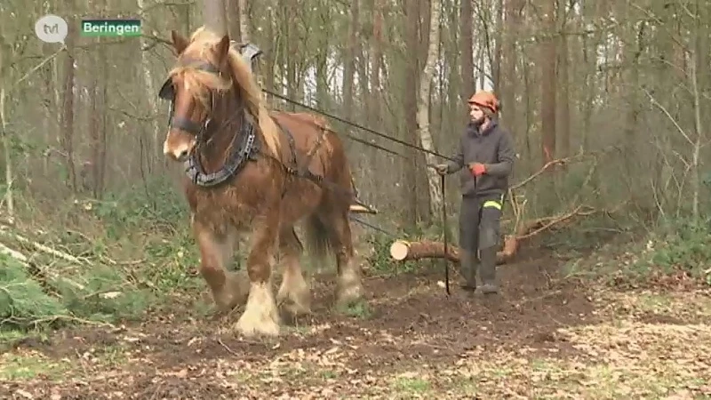 De Winning zet trekpaarden in voor boswerkzaamheden in Koersel