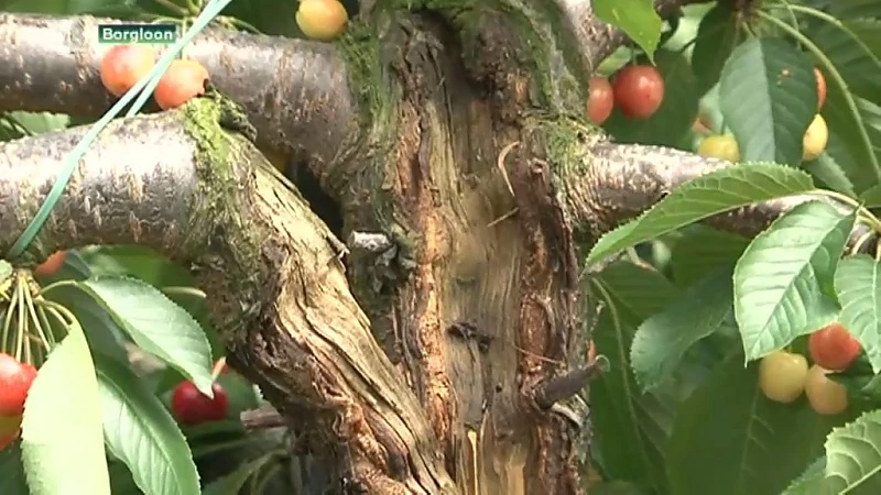 Fruittelers niet te spreken over afschaffing rampenfonds