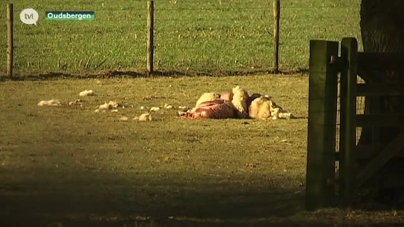 Drie schapen waarschijnlijk door wolf doodgebeten in Oudsbergen.