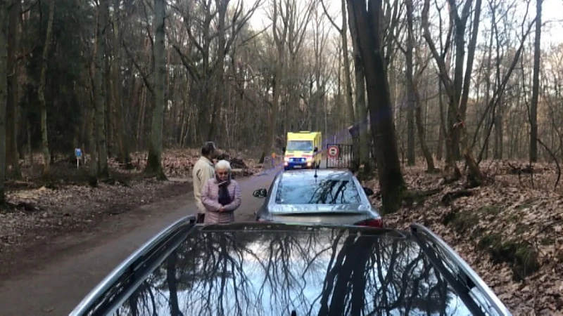 Everzwijn valt wandelaar aan in Bokrijk