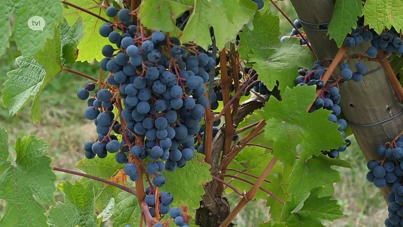 Kan fruit ziekte voorkomen?