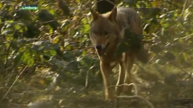 Wolvenexpert: "We zullen moeten leren samenleven met de wolf"