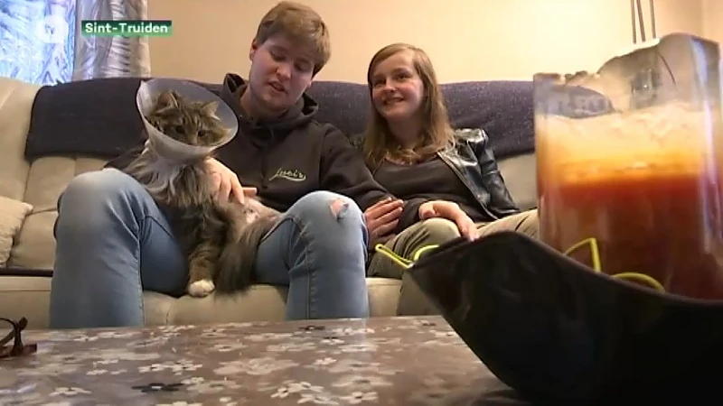 Poot van kat geamputeerd nadat onbekenden op het dier schoten