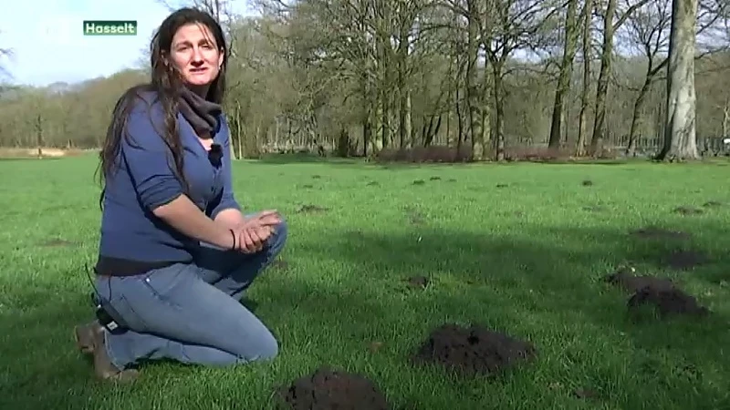 Eerste mollentelweekend van Natuurpunt is groot succes