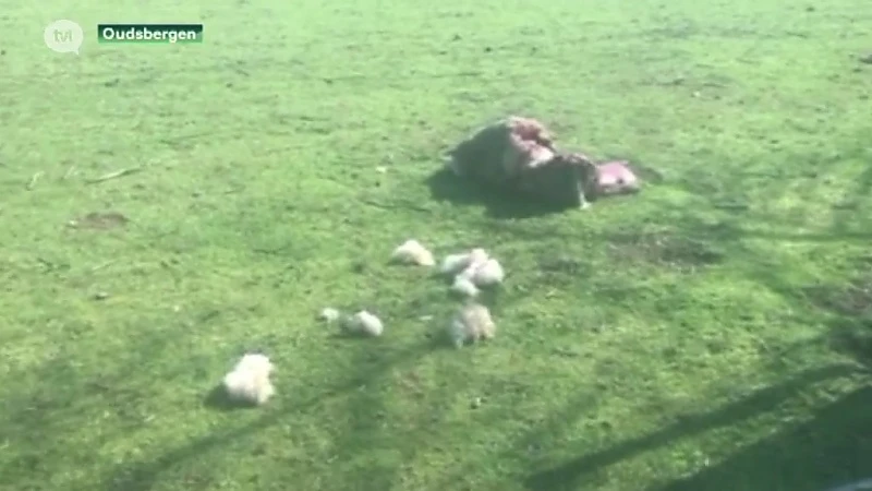 Werk van August en Naya? Opnieuw een schaap doodgebeten in Oudsbergen