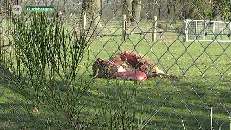 Wolven bijten opnieuw schaap dood in Oudsbergen