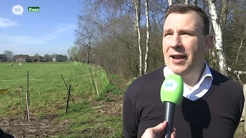 Burgemeesters eisen subsidies voor bescherming schapen tegen wolven