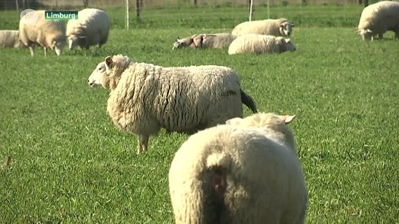 Lode Ceyssens: ''Alle mogelijke middelen inzetten om draagvlak voor wolven in Limburg te behouden''