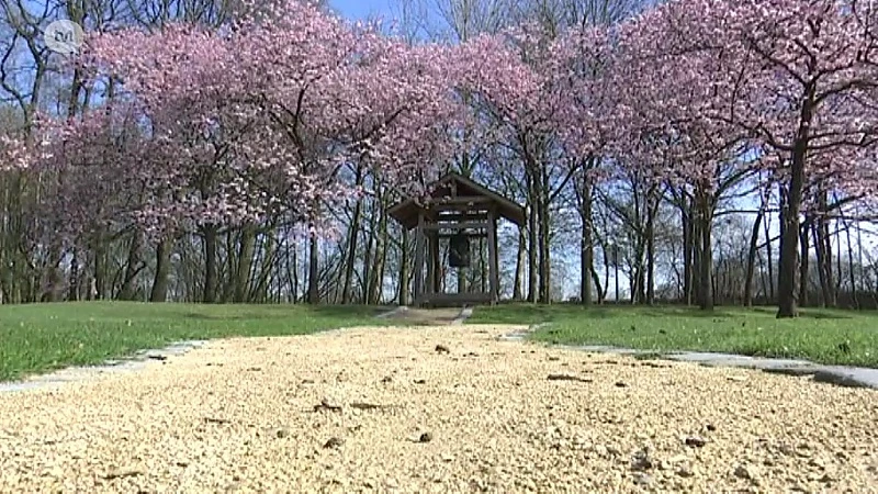Japanse Tuin gaat dit weekend al open omdat Japanse kerselaars uitzonderlijk vroeg in bloei staan