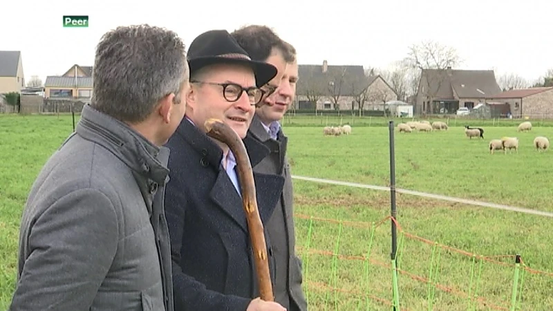 Veehouders in risicogebied van de wolf krijgen subsidies voor beschermende maatregelen